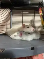 CLÍNICA VETERINARIA LA VILETA - Bild 5