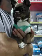 CLÍNICA VETERINARIA LA VILETA - Bild 6