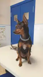 CLÍNICA VETERINARIA LA VILETA - Bild 9