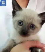 Clínica Veterinaria Amics Sóller - Bild 9