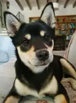 Clínica Veterinaria Amics Sóller - Bild 6