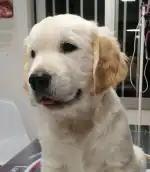 Clínica Veterinaria Amics Sóller - Bild 7