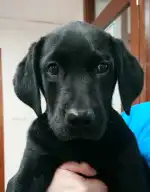 Clínica Veterinaria Amics Sóller - Bild 9