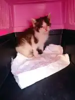 Central Vet Palma - Bild 6