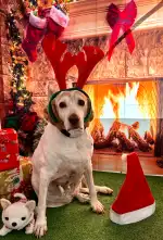 Central Vet Palma - Bild 7