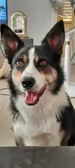 Central Vet Palma - Bild 8