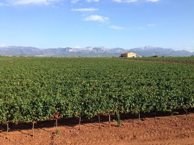 Celler Macià Batle - Bild 1