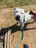 Canera Municipal de Son Reus - Imagen 10