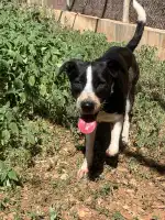 Canera Municipal de Son Reus - Imagen 9