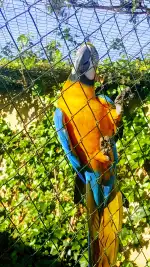 Canera Municipal de Son Reus - Imagen 7