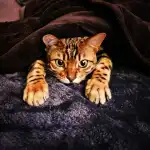 Clinica Veterinaria Bendinat - Bild 2