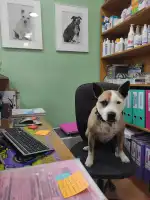 Clinica Veterinaria Bendinat - Bild 10