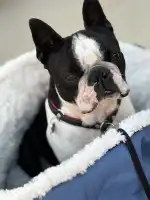 Clinica Veterinaria Bendinat - Bild 5