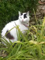 Clinica Veterinaria Bendinat - Bild 6