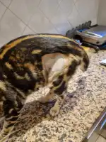 Clinica Veterinaria Bendinat - Bild 8