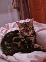 Clinica Veterinaria Bendinat - Bild 9