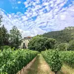 Bodega Son Vich de Superna - Bild 10