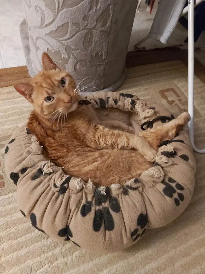 Blanquerna Centre Clínic Veterinari - Bild 1