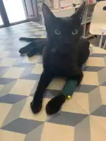 Blanquerna Centre Clínic Veterinari - Bild 9