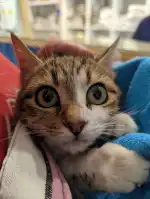 Blanquerna Centre Clínic Veterinari - Bild 3