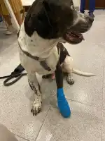 Blanquerna Centre Clínic Veterinari - Bild 4