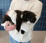 Blanquerna Centre Clínic Veterinari - Bild 2