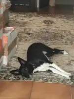 Blanquerna Centre Clínic Veterinari - Bild 7