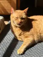 Blanquerna Centre Clínic Veterinari - Bild 8