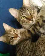 Blanquerna Centre Clínic Veterinari - Bild 9