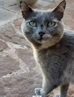 Clinica Veterinaria Mascotas - Bild 10