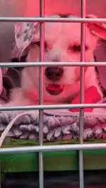 Clinica Veterinaria Mascotas - Bild 9