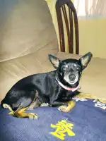 Clinica Veterinaria Mascotas - Bild 4