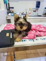 Clinica Veterinaria Mascotas - Bild 5