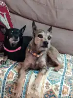 Clinica Veterinaria Mascotas - Bild 6