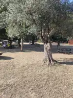 Zona d'acampada sa Font Coberta - Image 8