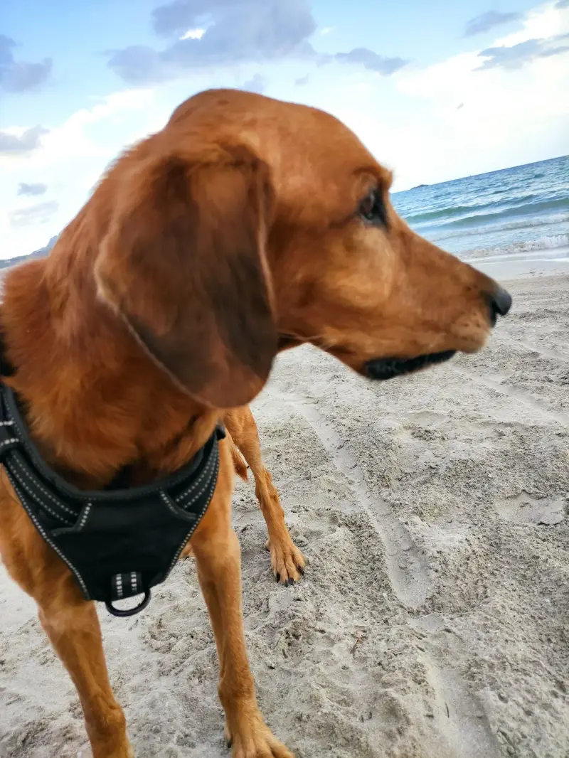 Clínica Veterinària Simon Seguí - Bild 1