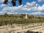 Mallorca Wine Tours - Bild 3