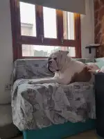 Tiendanimal - Bild 6