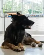 Clínica Veterinària Parc - Bild 4