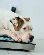 Clínica Veterinària Parc - Bild 5