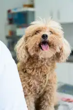 Clínica Veterinària Parc - Bild 6