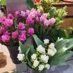 Floristería Miquel Capellà - Bild 3