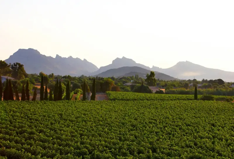 Bodegas Can Vidalet - Bild 1