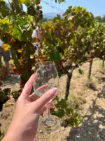 Bodegas Can Vidalet - Bild 9