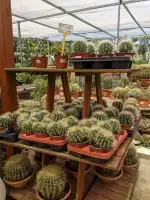 Floristería Mimosa Garden Center - Bild 5