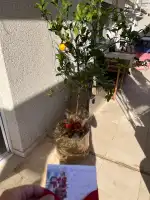 Floristeria Alfabia Natura - Bild 9