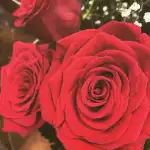 Floristería Dalo - Bild 3