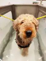 Fisiovet Mallorca - Bild 9