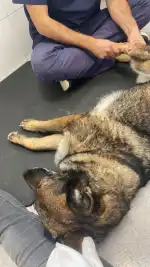 Fisiovet Mallorca - Bild 4