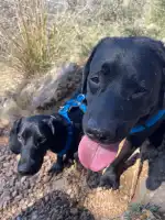 Fisiovet Mallorca - Bild 5